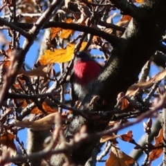 Petroica rosea (Rose Robin) at Red Hill Nature Reserve - 24 Jun 2024 by LisaH