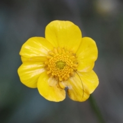 Ranunculus lappaceus (Australian Buttercup) at Mongarlowe River - 25 Jun 2024 by LisaH