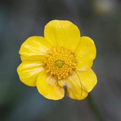 Ranunculus lappaceus (Australian Buttercup) at Mongarlowe River - 25 Jun 2024 by LisaH