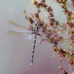 Synthemis eustalacta (Swamp Tigertail) at Stony Creek - 4 Mar 2023 by KorinneM