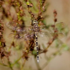 Synthemis eustalacta at Stony Creek - 5 Mar 2023