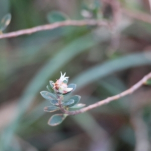 Brachyloma daphnoides at QPRC LGA - 25 Jun 2024