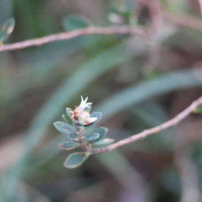 Brachyloma daphnoides (Daphne Heath) at QPRC LGA - 25 Jun 2024 by LisaH