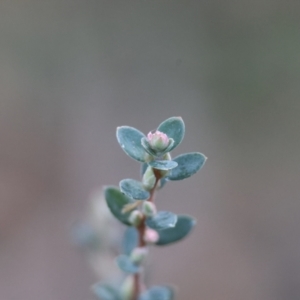 Brachyloma daphnoides at QPRC LGA - 25 Jun 2024