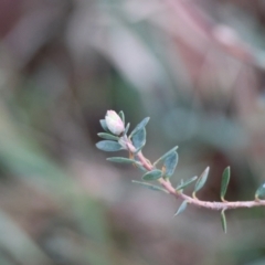 Brachyloma daphnoides at QPRC LGA - 25 Jun 2024