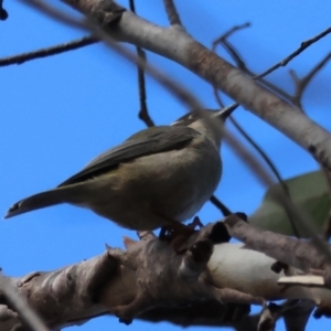 Melithreptus brevirostris at QPRC LGA - 25 Jun 2024