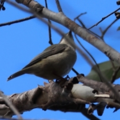 Melithreptus brevirostris at QPRC LGA - 25 Jun 2024