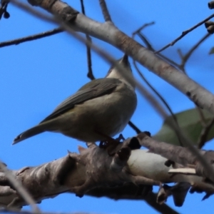 Melithreptus brevirostris at QPRC LGA - 25 Jun 2024