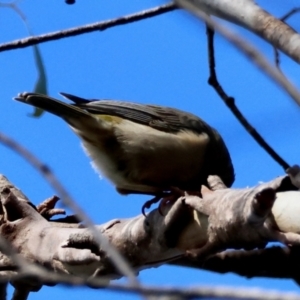 Melithreptus brevirostris at QPRC LGA - 25 Jun 2024