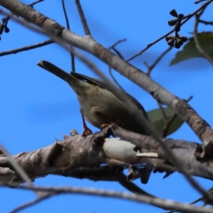 Melithreptus brevirostris at QPRC LGA - 25 Jun 2024