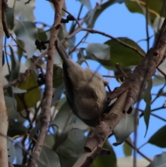 Melithreptus brevirostris at QPRC LGA - 25 Jun 2024