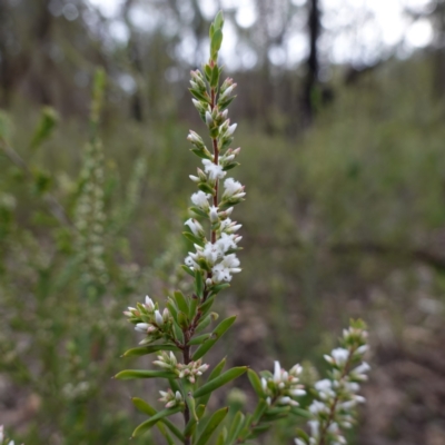 Leucopogon ericoides (Pink Beard-Heath) at Conimbla National Park - 24 Jun 2024 by RobG1