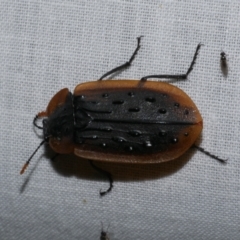 Ptomaphila lacrymosa (Carrion Beetle) at WendyM's farm at Freshwater Ck. - 25 Dec 2022 by WendyEM