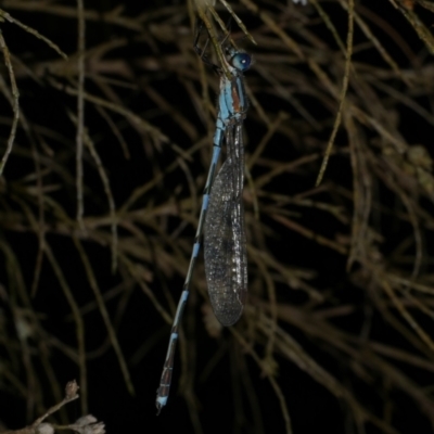 Austrolestes leda at WendyM's farm at Freshwater Ck. - 25 Dec 2022 by WendyEM