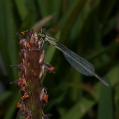 Ischnura aurora at WendyM's farm at Freshwater Ck. - 28 Dec 2022 by WendyEM