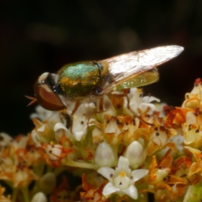 Odontomyia sp. (genus) (A soldier fly) at WendyM's farm at Freshwater Ck. - 30 Dec 2022 by WendyEM