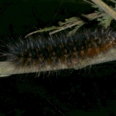 Anthela nicothoe (Urticating Anthelid) at WendyM's farm at Freshwater Ck. - 16 Dec 2022 by WendyEM