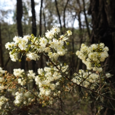 Acacia genistifolia (Early Wattle) at Conimbla National Park - 24 Jun 2024 by RobG1