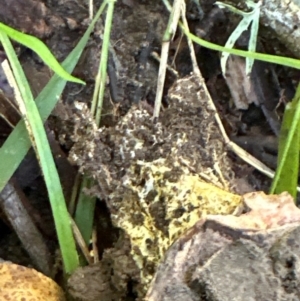 Scleroderma sp. at Kangaroo Valley, NSW - suppressed