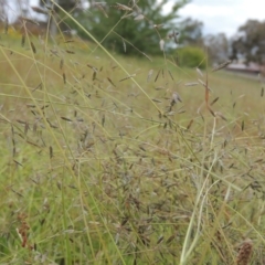 Eragrostis brownii (Common Love Grass) at Tuggeranong Hill - 7 Jan 2024 by MichaelBedingfield