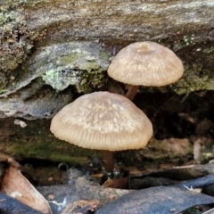 Unverified Cap on a stem; gills below cap [mushrooms or mushroom-like] at Bruce Ridge - 27 Jun 2024 by trevorpreston