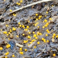 Cheilymenia spp. at Bruce Ridge - 27 Jun 2024