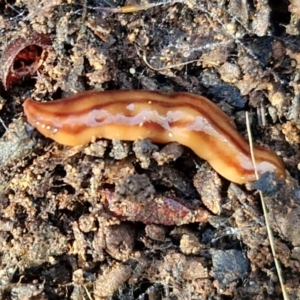 Anzoplana trilineata at Bruce Ridge - 27 Jun 2024