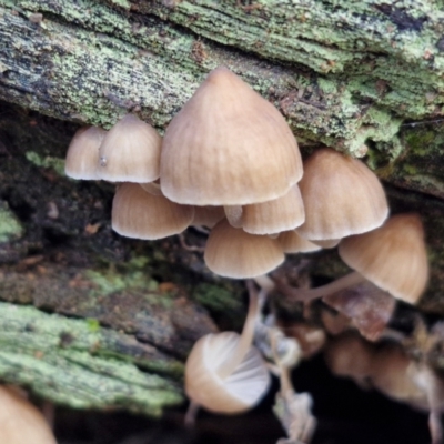 Mycena sp. at Bruce Ridge - 27 Jun 2024 by trevorpreston