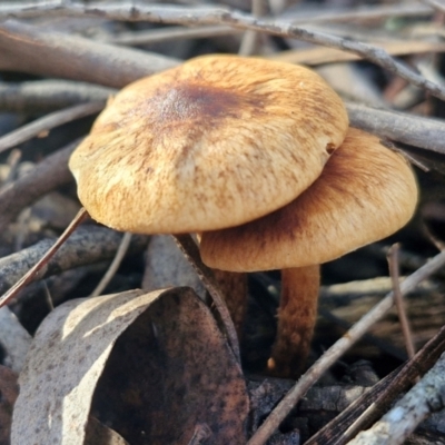 Unidentified Cap on a stem; gills below cap [mushrooms or mushroom-like] at Bruce Ridge - 27 Jun 2024 by trevorpreston