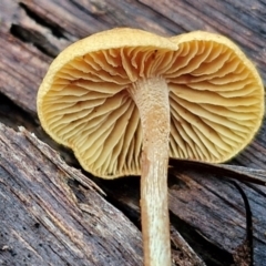 Gymnopilus sp. (Gymnopilus) at Bruce Ridge - 27 Jun 2024 by trevorpreston