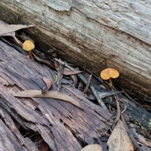 Gymnopilus sp. at Bruce Ridge - 27 Jun 2024 11:59 AM