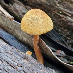 Gymnopilus sp. at Bruce Ridge - 27 Jun 2024 11:59 AM