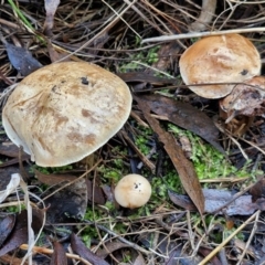 zz agaric (stem; gills not white/cream) at Bruce Ridge - 27 Jun 2024 by trevorpreston