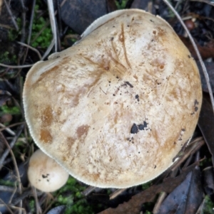 zz agaric (stem; gills not white/cream) at Bruce Ridge - 27 Jun 2024 11:58 AM