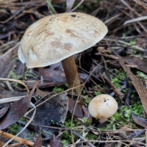 zz agaric (stem; gills not white/cream) at Bruce Ridge - 27 Jun 2024 11:58 AM