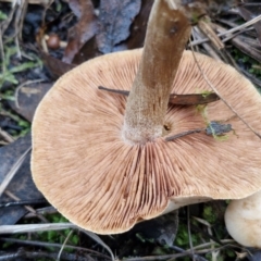 zz agaric (stem; gills not white/cream) at Bruce Ridge - 27 Jun 2024 11:58 AM