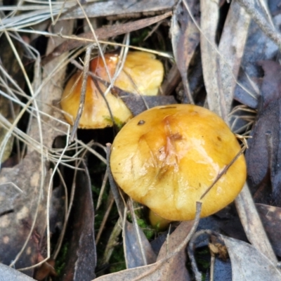 Cortinarius sinapicolor at Bruce Ridge - 27 Jun 2024 by trevorpreston