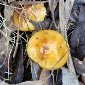 Cortinarius sinapicolor at Bruce Ridge - 27 Jun 2024