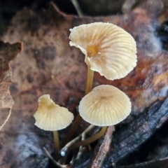 Mycena sp. (Mycena) at Bruce Ridge - 27 Jun 2024 by trevorpreston