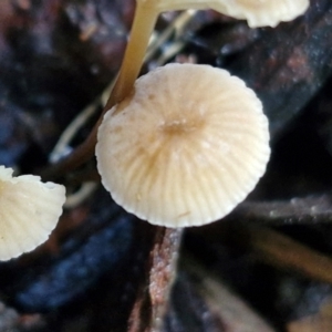 Mycena sp. at Bruce Ridge - 27 Jun 2024 11:56 AM