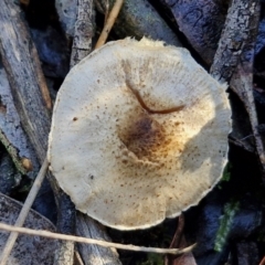 Unidentified Cap on a stem; gills below cap [mushrooms or mushroom-like] at Bruce Ridge - 27 Jun 2024 by trevorpreston