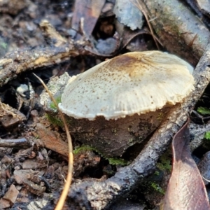 Lepiota s.l. at Bruce Ridge - 27 Jun 2024