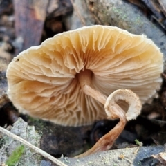 Lepiota s.l. at Bruce Ridge - 27 Jun 2024 11:55 AM