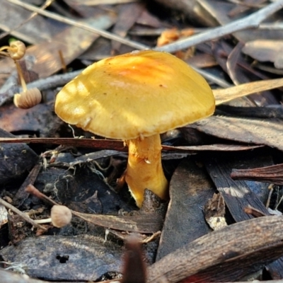 Cortinarius sinapicolor at Bruce Ridge - 27 Jun 2024 by trevorpreston