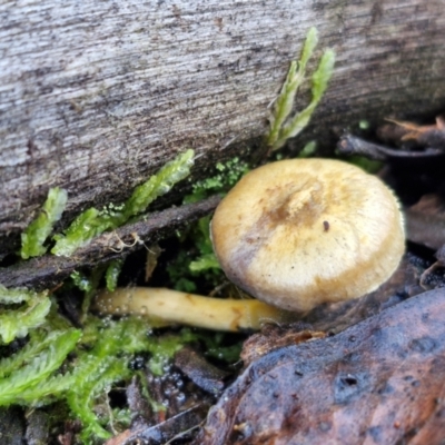 Unidentified Cap on a stem; gills below cap [mushrooms or mushroom-like] at Bruce Ridge - 27 Jun 2024 by trevorpreston