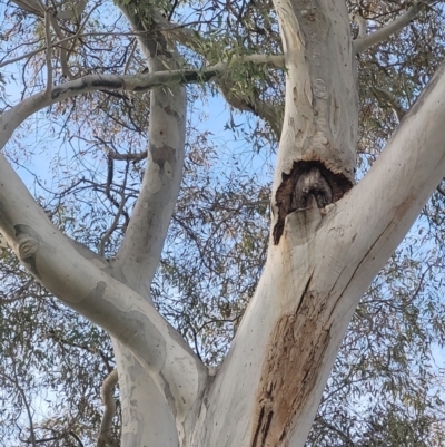 Eucalyptus mannifera (Brittle Gum) at Wanniassa, ACT - 27 Jun 2024 by AlexSantiago