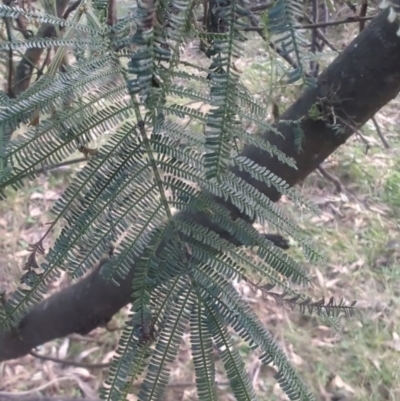 Acacia mearnsii (Black Wattle) at Ainslie, ACT - 27 Jun 2024 by McGrathAl