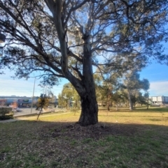 Eucalyptus blakelyi (Blakely's Red Gum) at Macquarie, ACT - 15 May 2024 by AlexSantiago