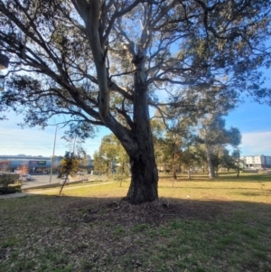 Eucalyptus blakelyi at Macquarie, ACT - 15 May 2024 03:01 PM