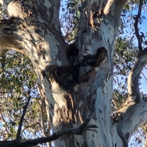 Eucalyptus blakelyi at Macquarie, ACT - 15 May 2024 03:01 PM